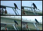 (50) crow montage.jpg    (1000x720)    236 KB                              click to see enlarged picture